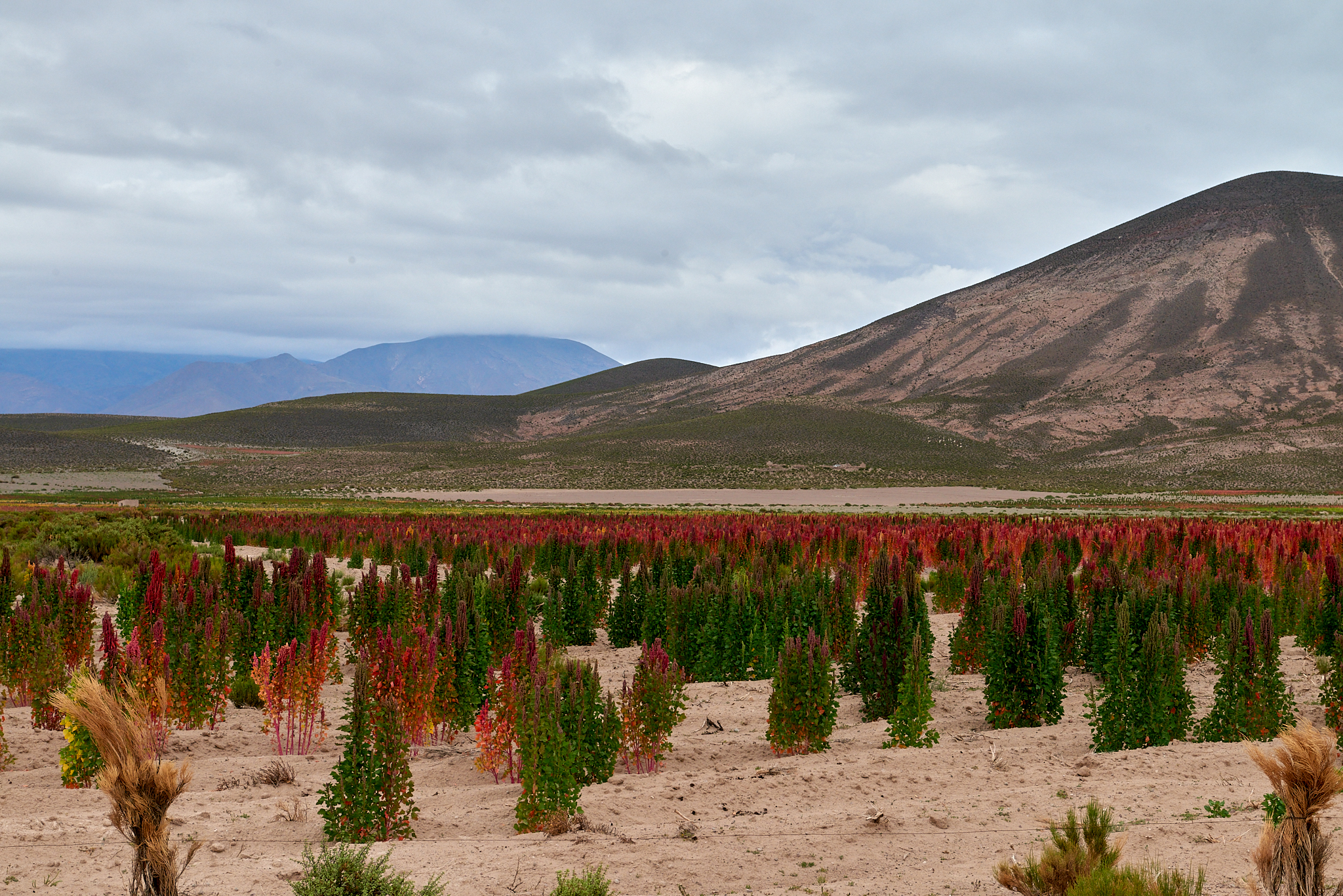 20200313 434 [볼리비아] 산 후앙